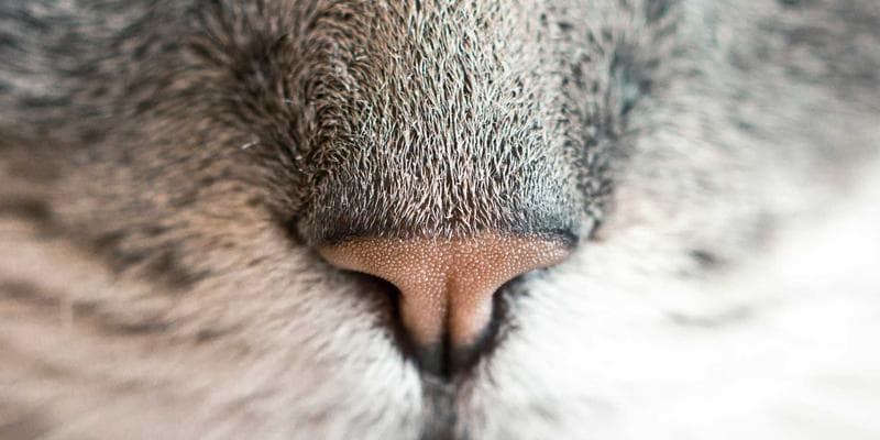 Recognizing and Responding to Anti-Black Racism as a Newcomer in Canada: Your Rights and Resources guide for newcomers Canada