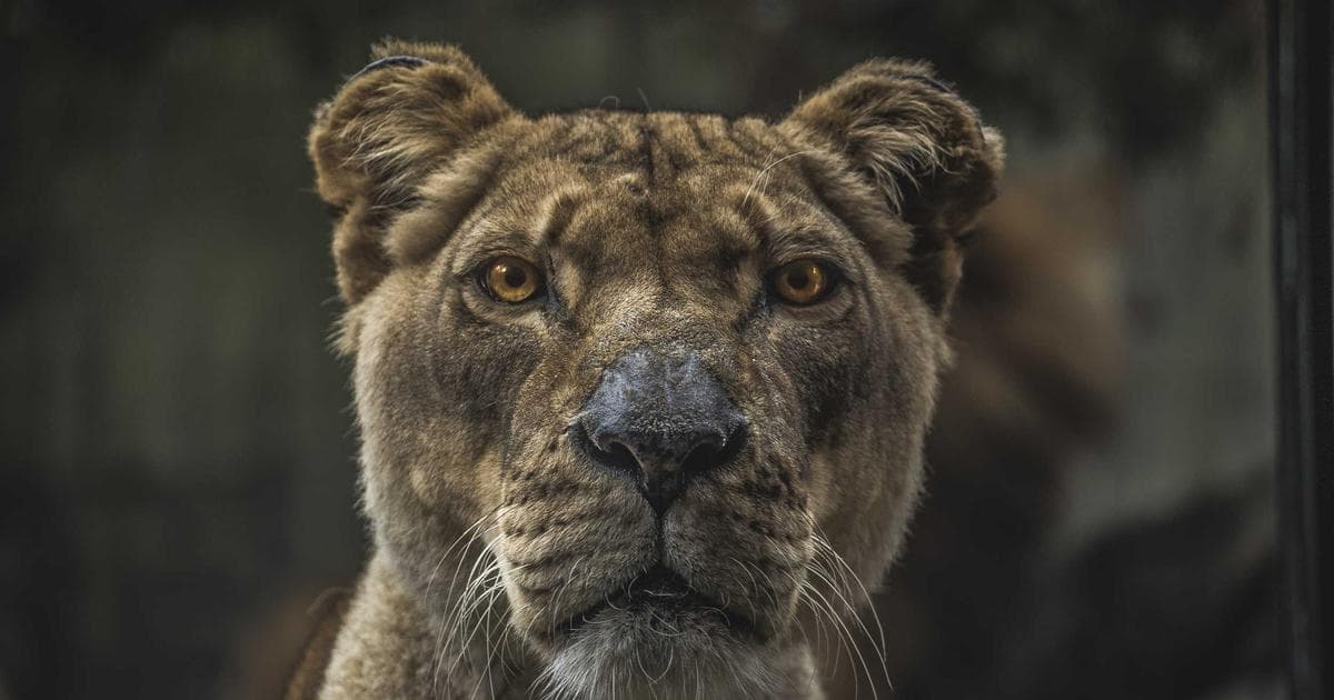 International student working professionally in a Canadian co-op placement, highlighting work rights on a study permit.