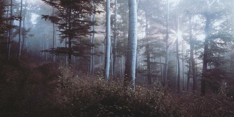 Free Settlement Services for Newcomers in Canada: What IRCC-Funded Agencies Offer resources and support for newcomers in Canada