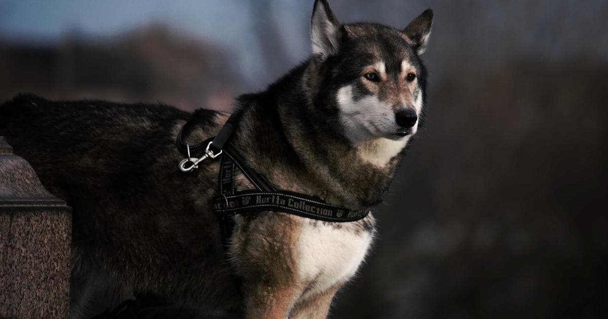 Skilled workers in Newfoundland representing the NLPNP Skilled Worker Category