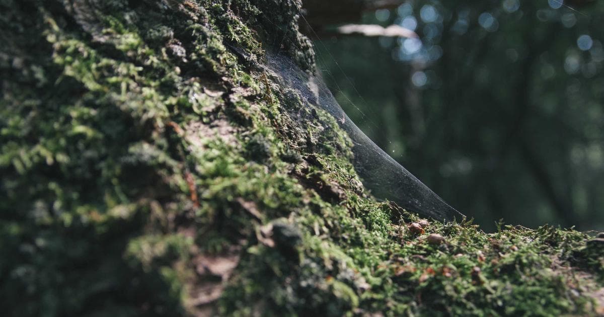 Foreign worker arriving in Canada with work documents in hand