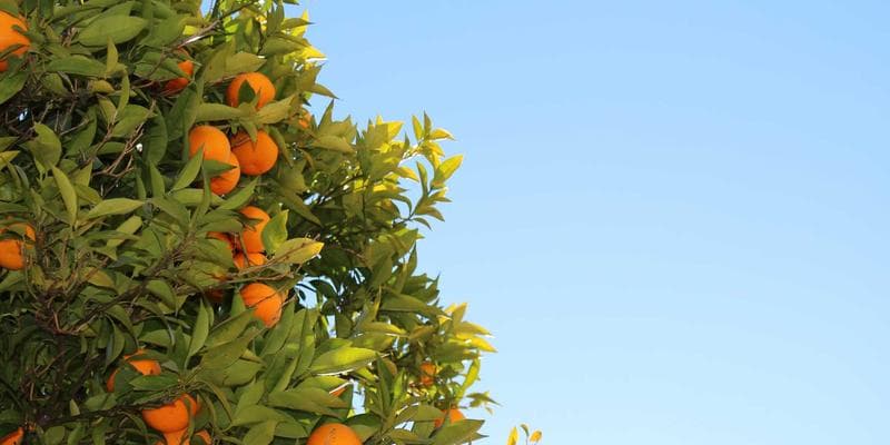 Canadian office building where international workers are employed