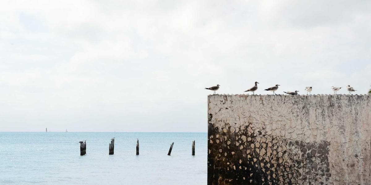 Canada newcomer settlement resources