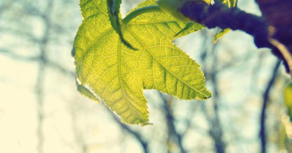 A person reviewing immigration documents related to pre-removal risk assessment in Canada