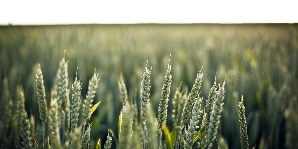 self-employed Canada guide