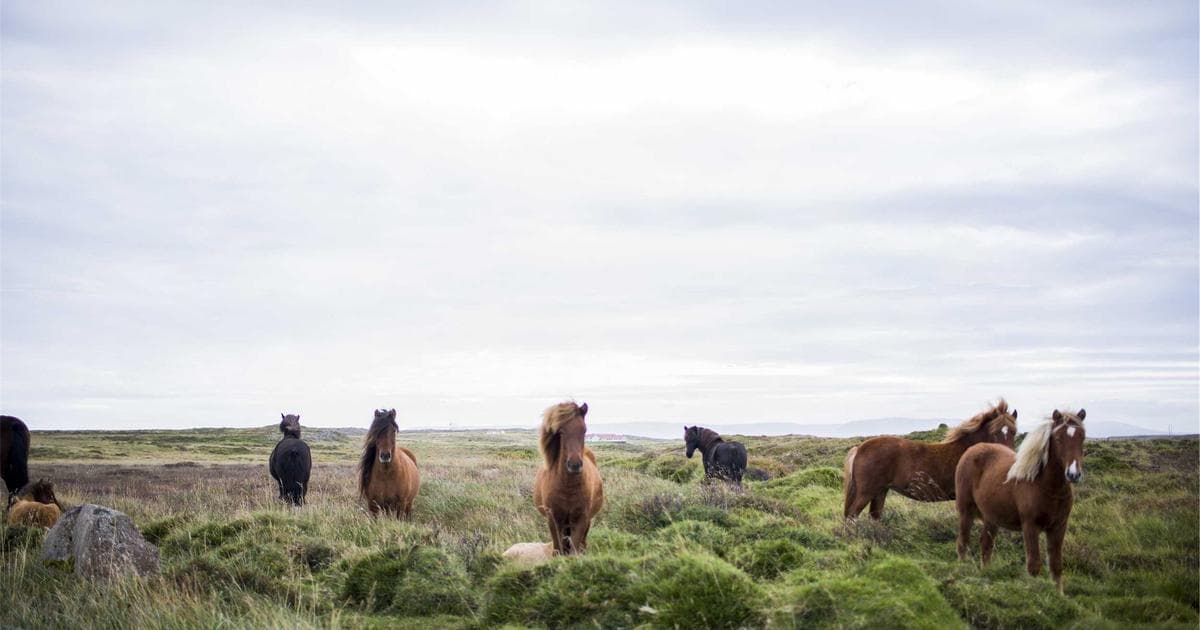 A person at a desk organizing immigration documents to apply for restoration of status in Canada