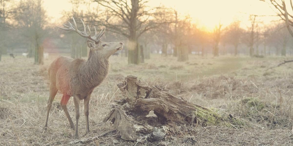 spousal interview Canada guide