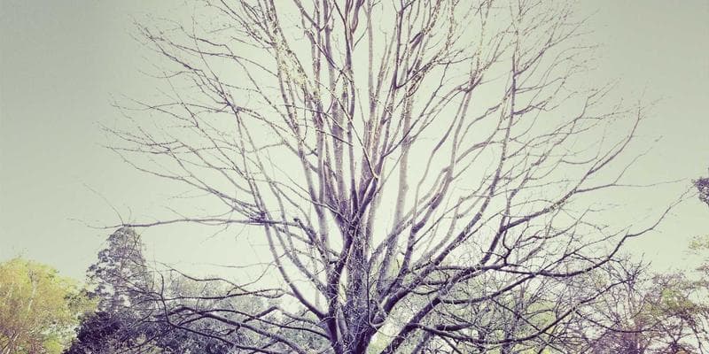 A scenic view of the Canadian Rocky Mountains with a hiking trail