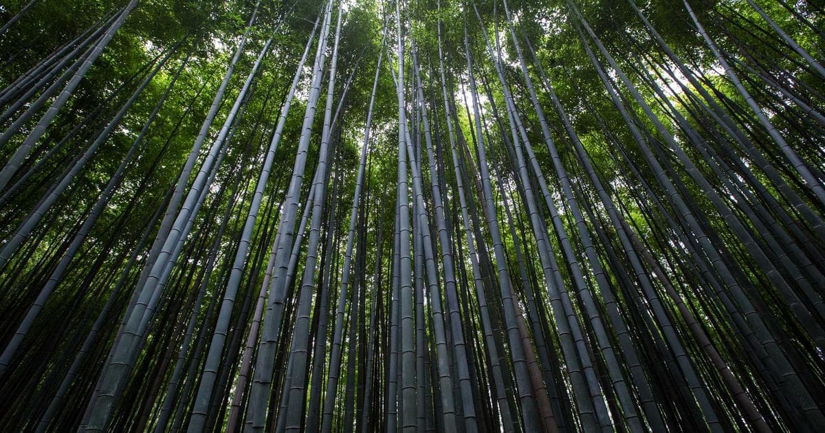 Canadian citizenship ceremony with new citizens holding flags and certificates