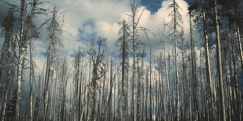 CRA My Account dashboard showing tax return status, benefits, and direct deposit settings