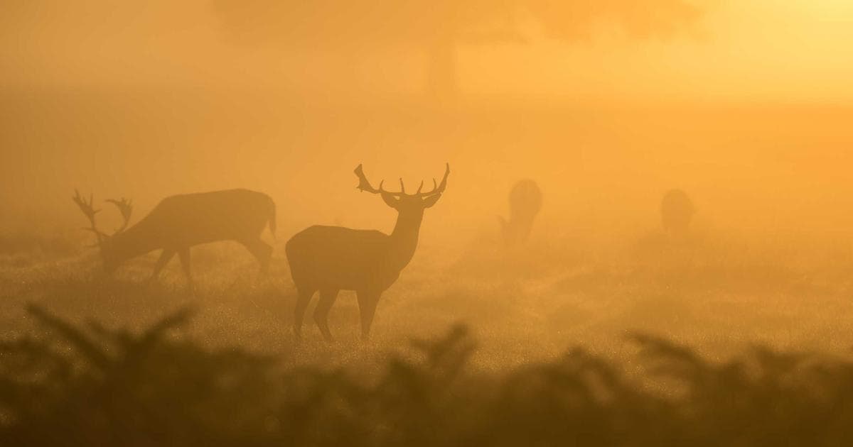 Canada Post red mailbox on a snowy Canadian street with houses in the background
