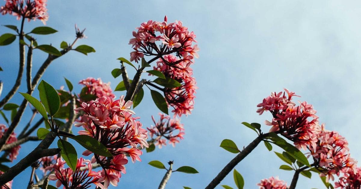 Newcomer professional preparing for salary negotiation at a desk with research materials in Canada