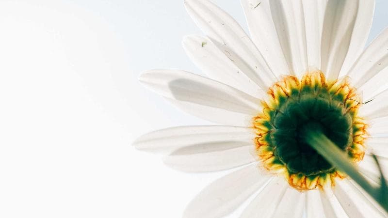 Can International Students Work in Canada? Complete Guide