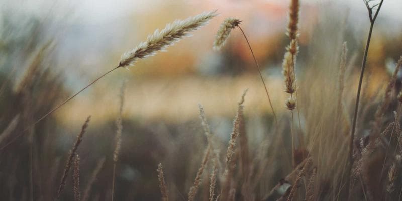 Family looking at immigration documents on a tablet