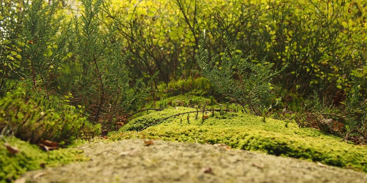 How to Get a Canadian Driver's License as a Newcomer: Province by Province - WelcomeAide guide for Canadian newcomers