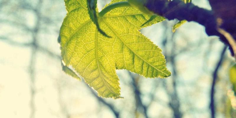 Newcomer holding a degree certificate, smiling in Canada