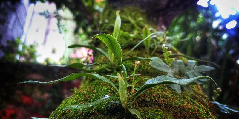 Official government documents and a Canadian flag representing immigration process