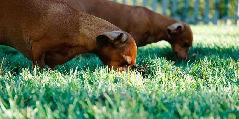 Student reviewing OSAP application on a laptop at a campus desk