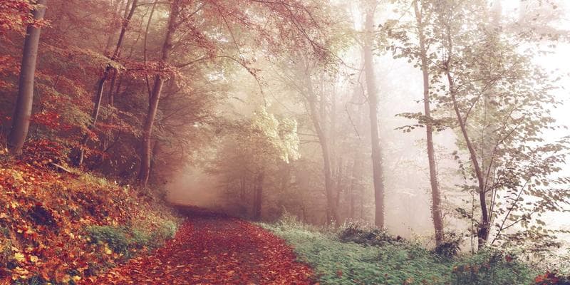 Person holding a Canadian passport and a permanent resident card