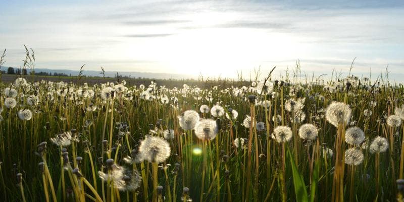 Person looking at a tax form with a calculator and pen, representing the process of filing taxes for benefits