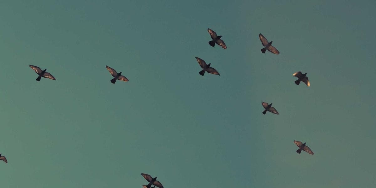 A plumber working on pipes in a Canadian home renovation project