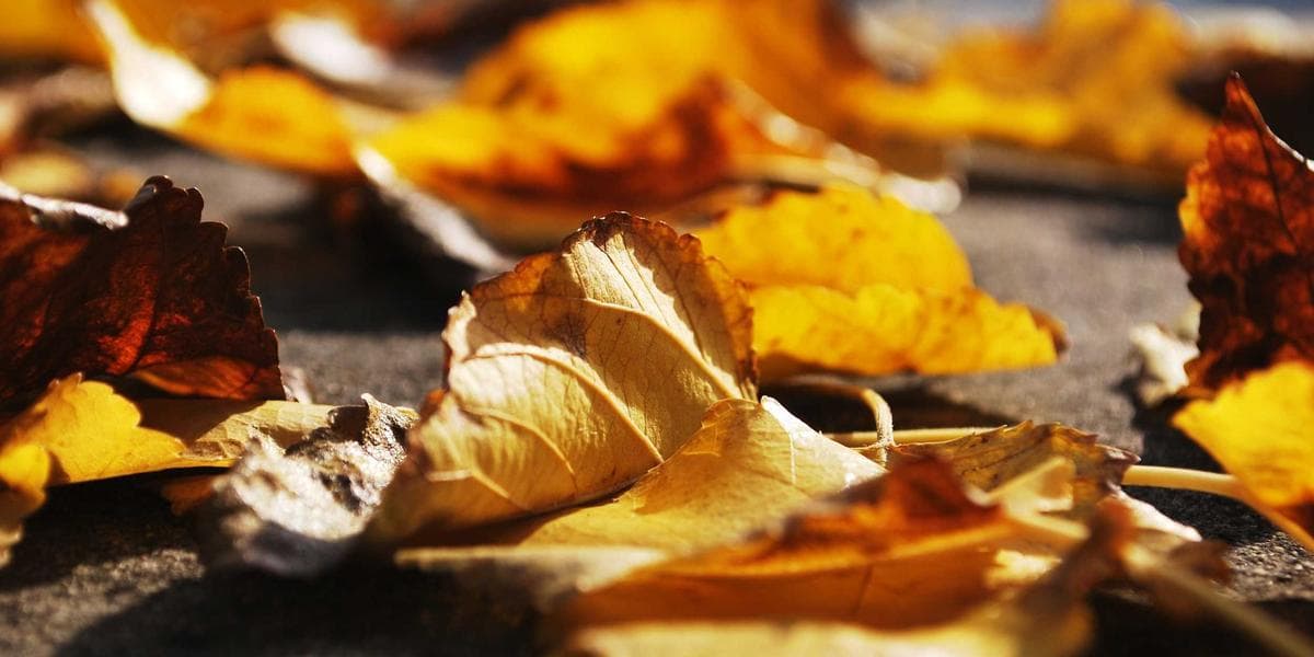 Refugee family arriving at Canadian airport welcomed by settlement workers