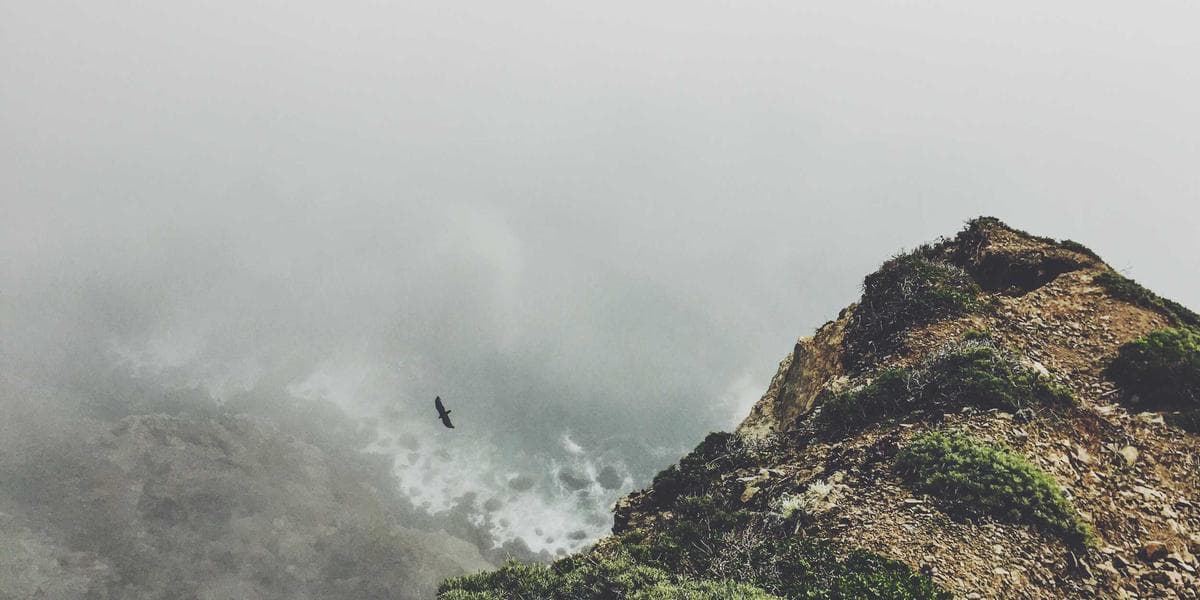 Bringing Pets to Canada: Import Rules and Requirements for Newcomers illustration