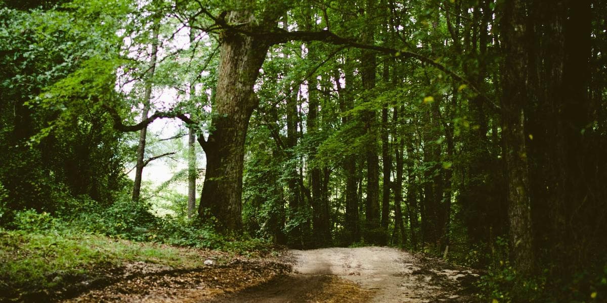 Happy dog owner walking in a Canadian city park with their pet