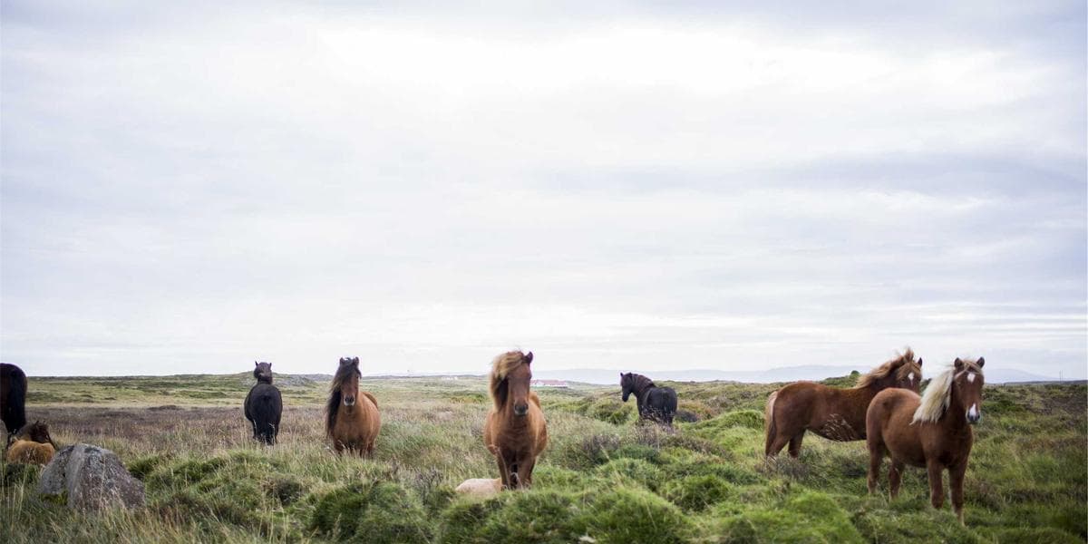 Person fishing on a calm Canadian lake at sunrise