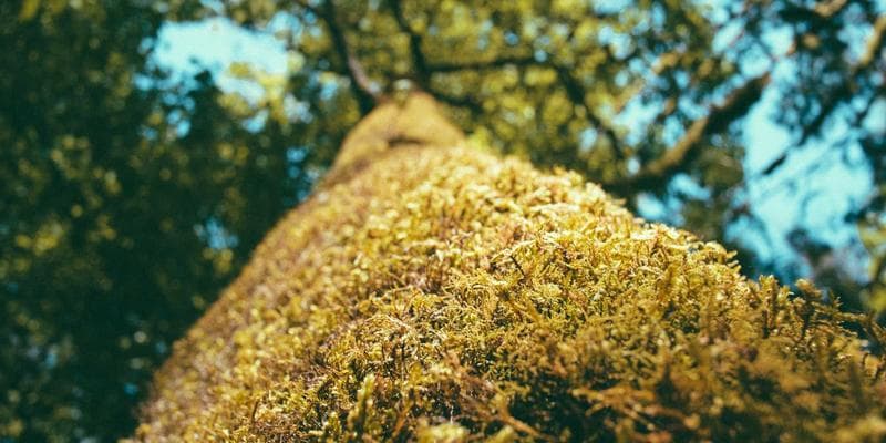 Ski equipment rental shop with rows of skis and snowboards