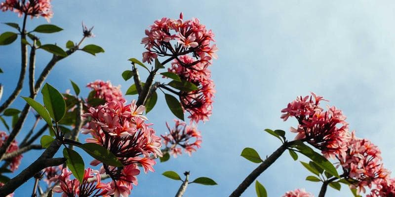 Kayakers paddling on a calm Canadian river surrounded by autumn foliage