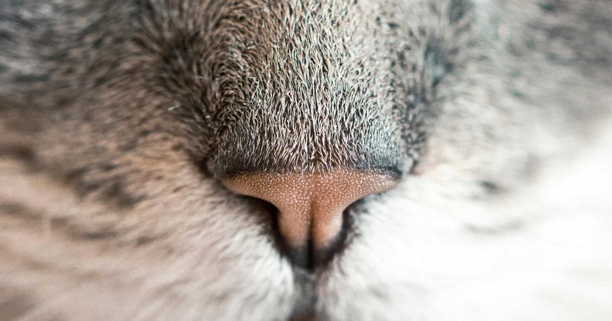 Skilled tradesperson working in a Canadian workshop representing the Federal Skilled Trades Program