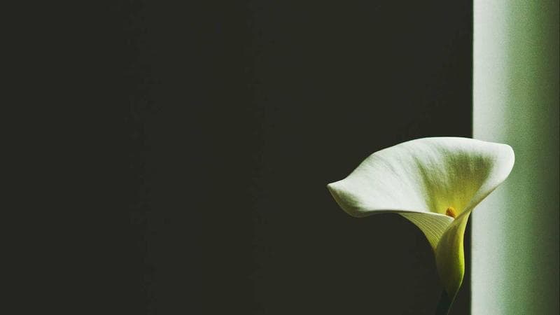 Entrepreneur reviewing business plans in a modern British Columbia office space