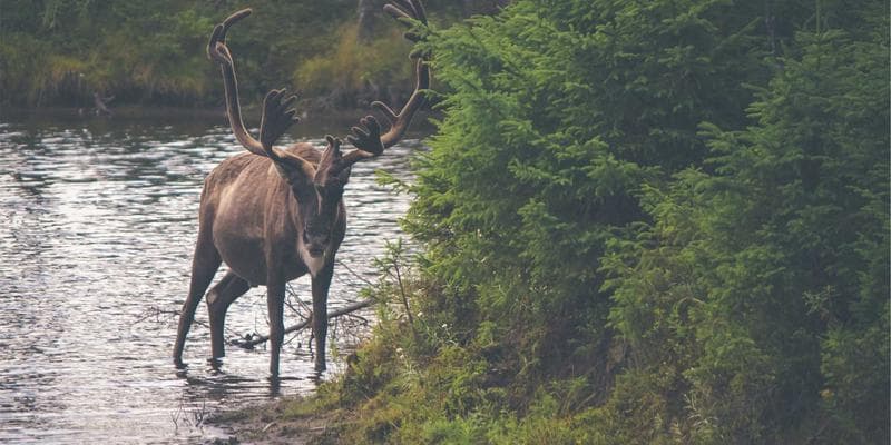 Person comparing different bank account options on a laptop