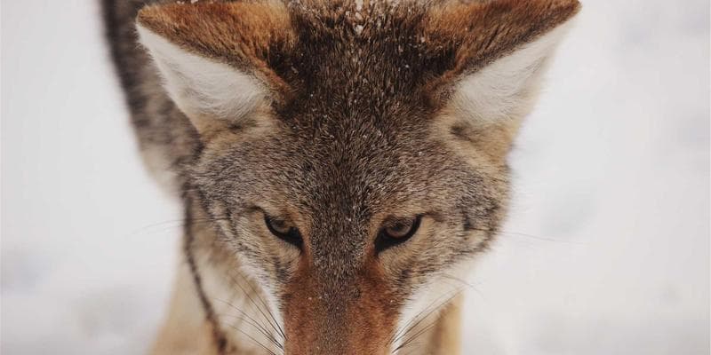 A spread of iconic Canadian foods including poutine, butter tarts, and maple syrup