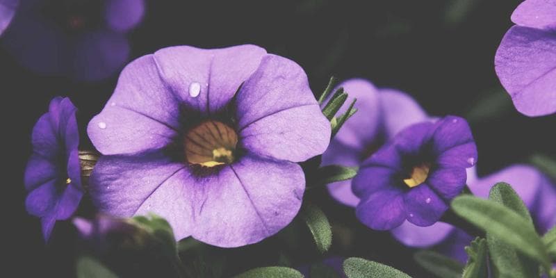 Comparison table of property taxes for a $500,000 home across major Canadian cities