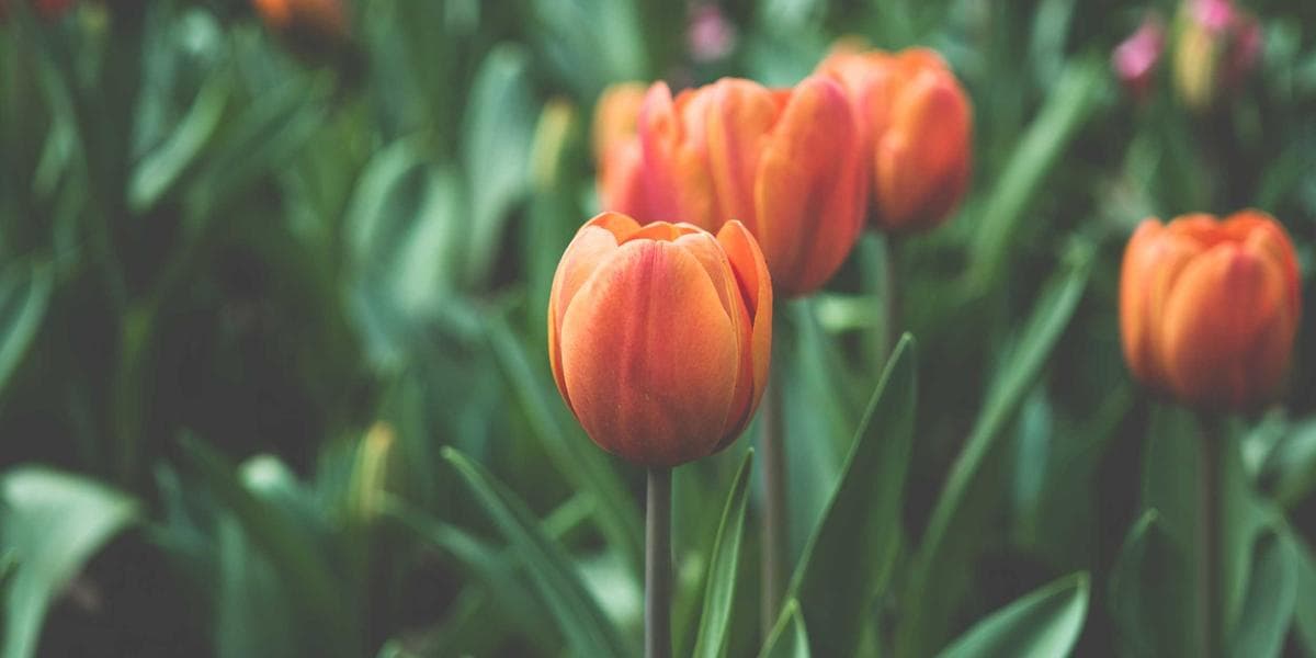 Pharmacist in a Canadian drugstore explaining prescription medication options to a newcomer