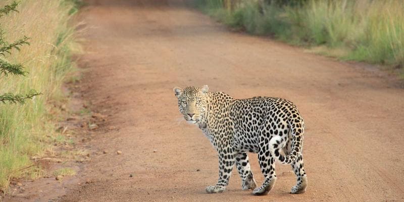 Newcomer participating in an online career coaching session from home