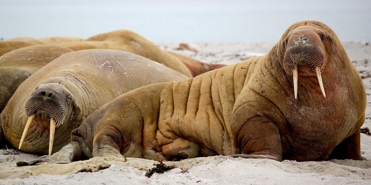 Phone and financial documents representing debt collection interactions in Canada