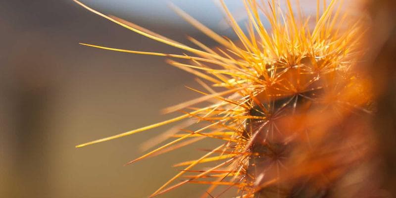 Educational support materials and adaptive learning tools used in Canadian special education