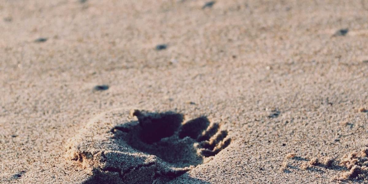 Aerial view of affordable housing apartment buildings in a Canadian city neighborhood