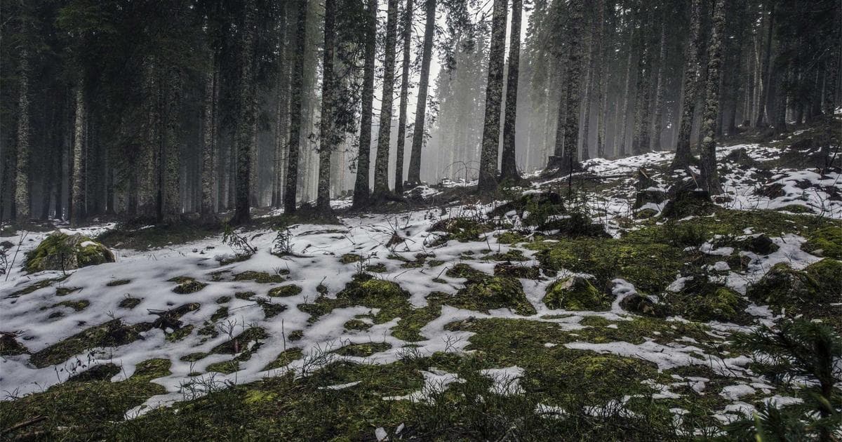 Canadian newcomer learning about Canada Pension Plan contributions and retirement benefits