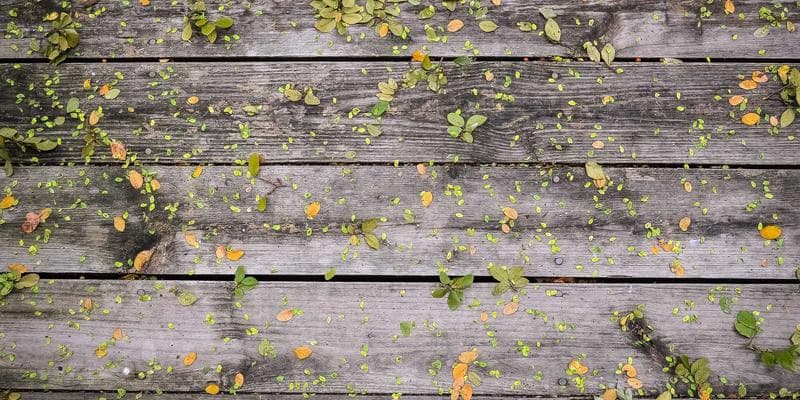 Caregiver reading to young children in a warm, welcoming Canadian home