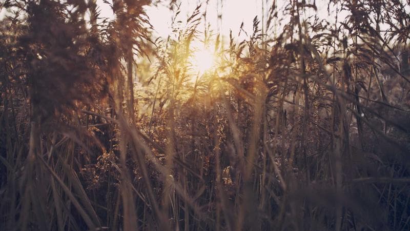 Colourful row houses and harbour of St. John's Newfoundland with icebergs visible in the Atlantic