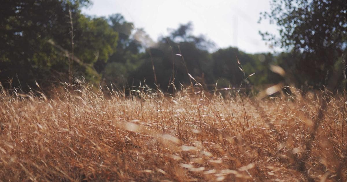 Settling in Halifax? Discover Atlantic Canada's largest city — immigration streams, affordable living, and ocean-side community life.