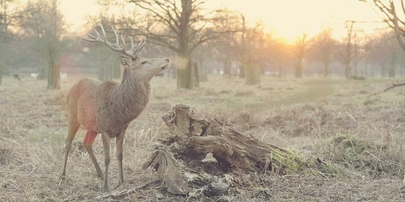 Navigate Canadian grocery stores, find familiar foods, understand food labelling, and save money on 