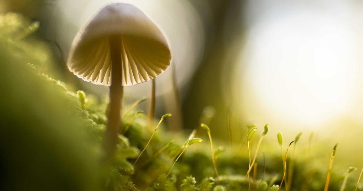 What counts as misrepresentation in a Canadian immigration application, the severe consequences, and how to correct hone