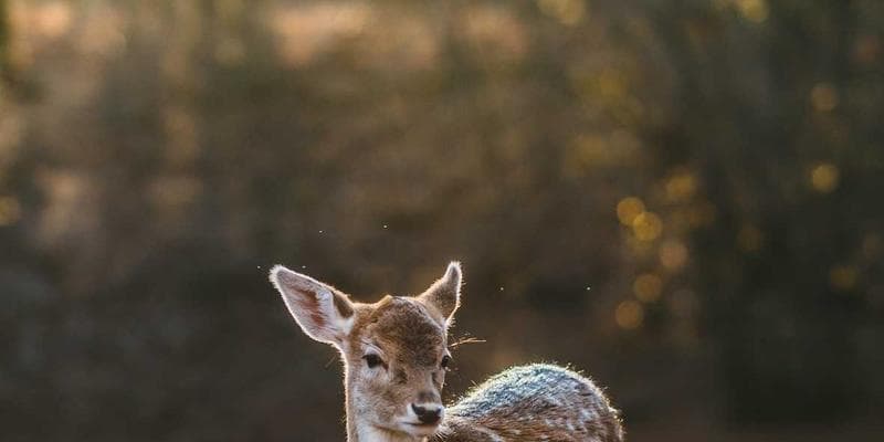 Canada Child Benefit for newcomer families