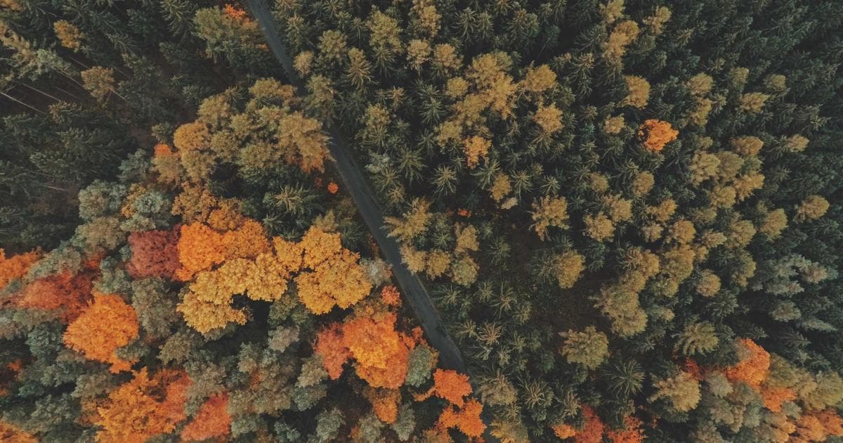 Diverse newcomers receiving free settlement services in Canada, including language classes and employment support.