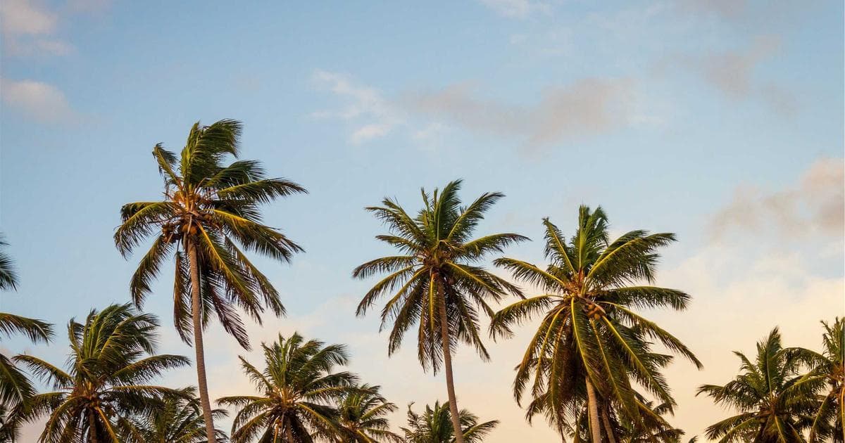 Person looking at legal documents, contemplating criminal inadmissibility to Canada and rehabilitation options.